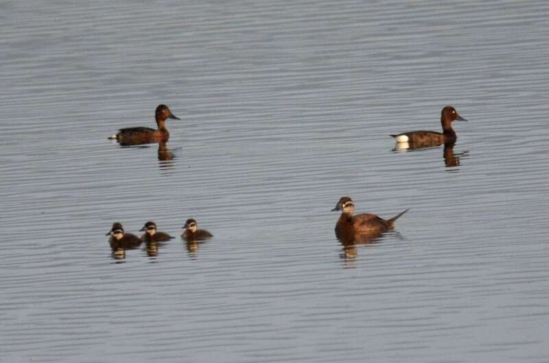 ברווזים מקננים, לא מראה נדיר בתקופה זו // צילום: אלדד עמיר